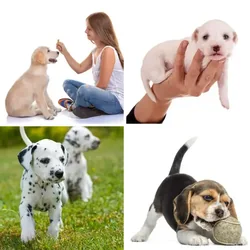 4 Bilder 1 Wort Level 1212 Bilder
