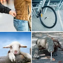 4 Bilder 1 Wort Level 1421 Bilder