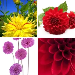 4 Bilder 1 Wort Level 1466 Bilder