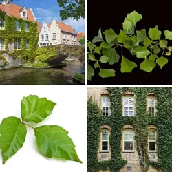 4 Bilder 1 Wort Level 1478 Bilder