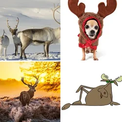 4 Bilder 1 Wort Level 1525 Bilder