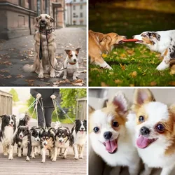 4 Bilder 1 Wort Level 1662 Bilder