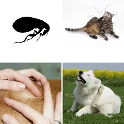 4 Bilder 1 Wort Level 1715 Bilder