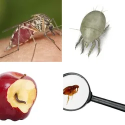 4 Bilder 1 Wort Level 2024 Bilder