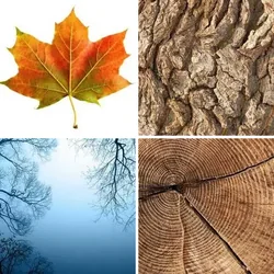 4 Bilder 1 Wort Level 244 Bilder