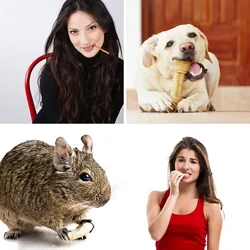 4 Bilder 1 Wort Level 2493 Bilder
