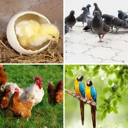 4 Bilder 1 Wort Level 2509 Bilder