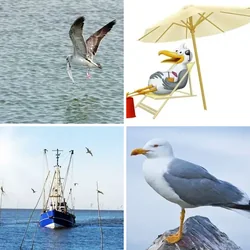 4 Bilder 1 Wort Level 2653 Bilder