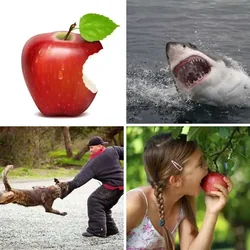 4 Bilder 1 Wort Level 2858 Bilder