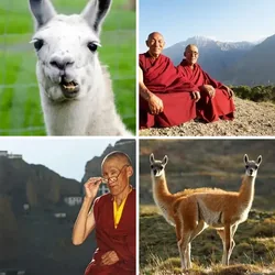 4 Bilder 1 Wort Level 3111 Bilder