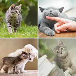 4 Bilder 1 Wort Level 3174 Bilder