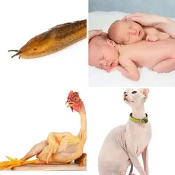 4 Bilder 1 Wort Level 321 Bilder