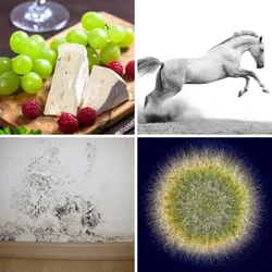 4 Bilder 1 Wort Level 354 Bilder