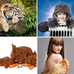 4 Bilder 1 Wort Level 428 Bilder
