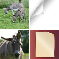 4 Bilder 1 Wort Level 523 Bilder