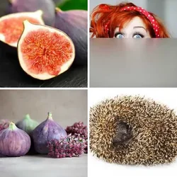 4 Bilder 1 Wort Level 750 Bilder